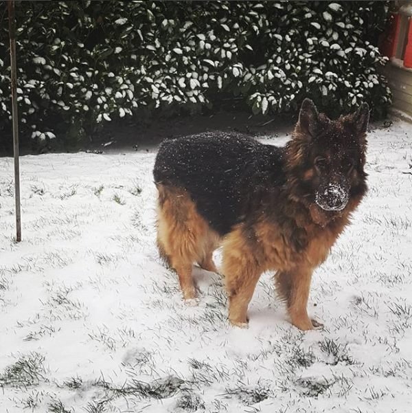 In loving memory of Cassie