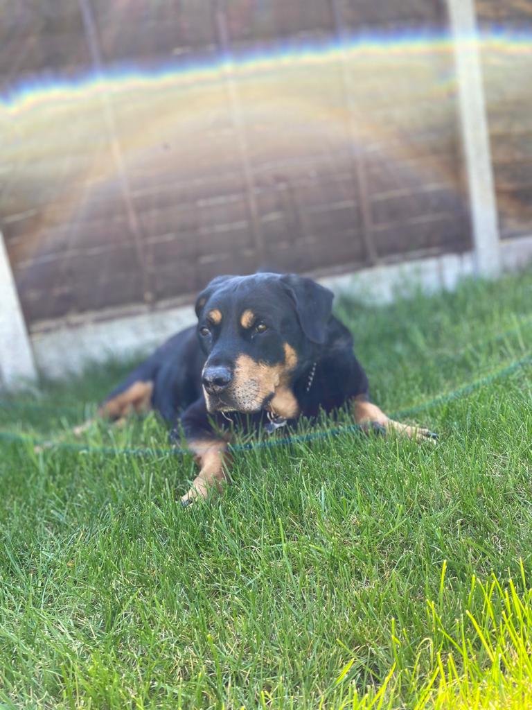 In loving memory of Morris