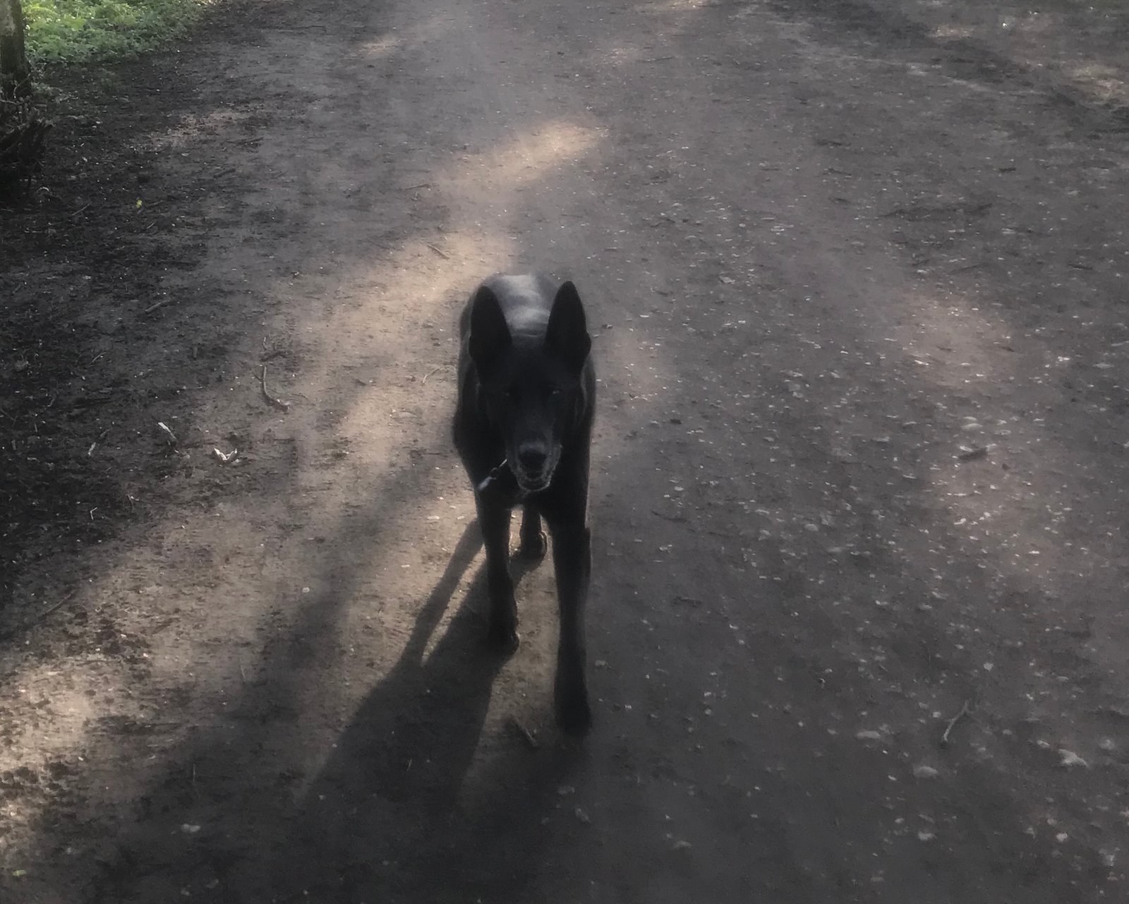 In loving memory of Pavlov