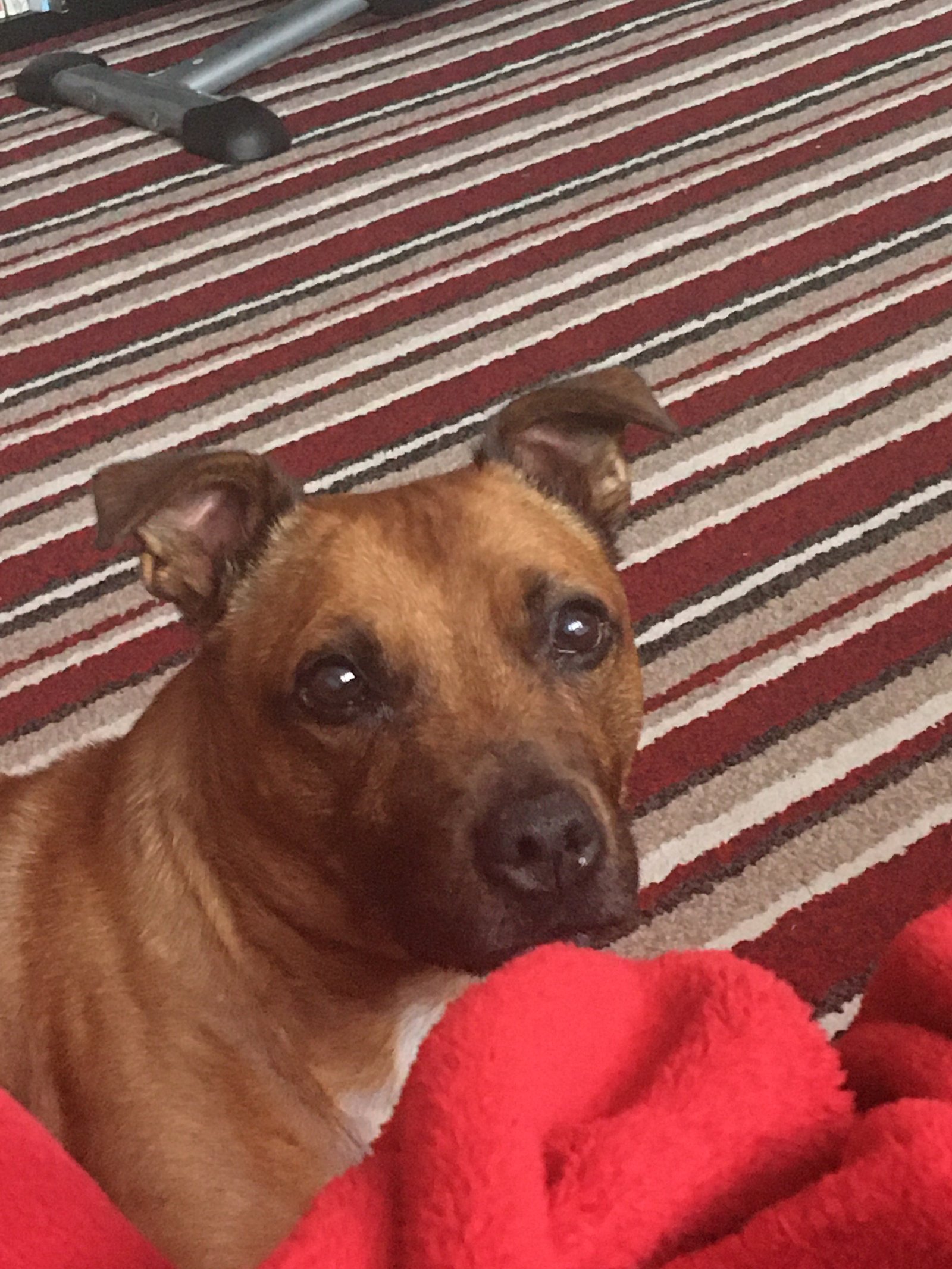 In loving memory of Odie