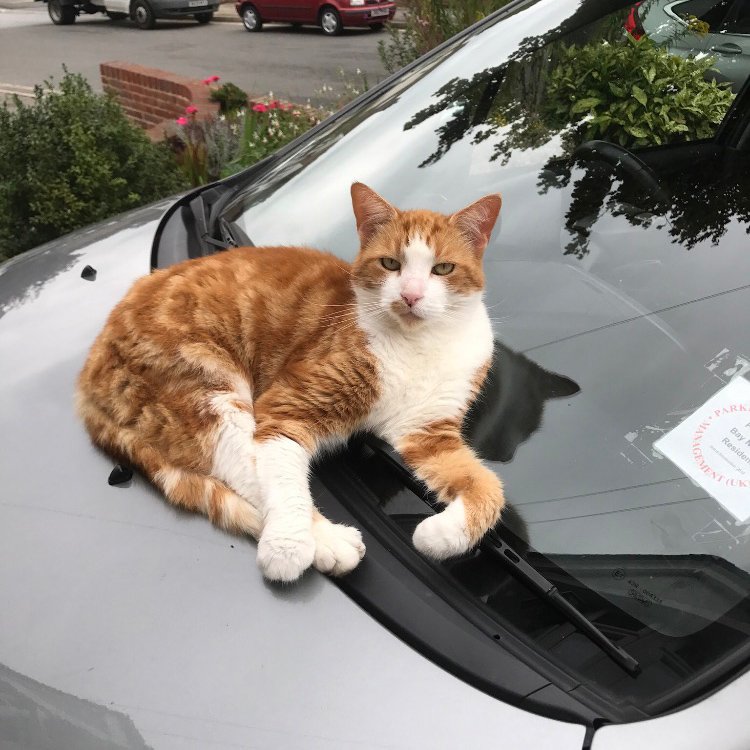 In loving memory of Buster