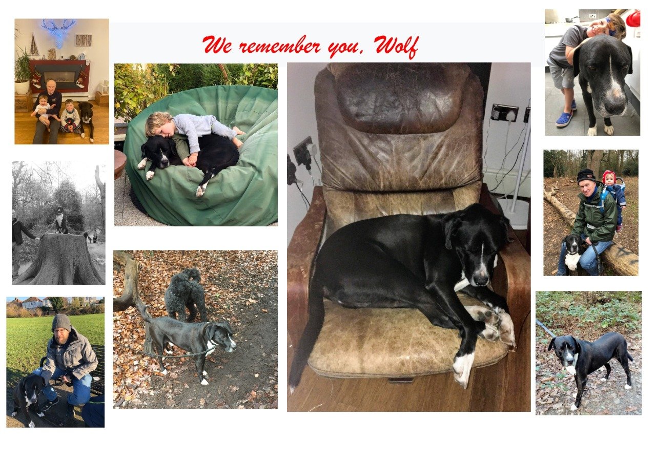 In loving memory of Wolf
