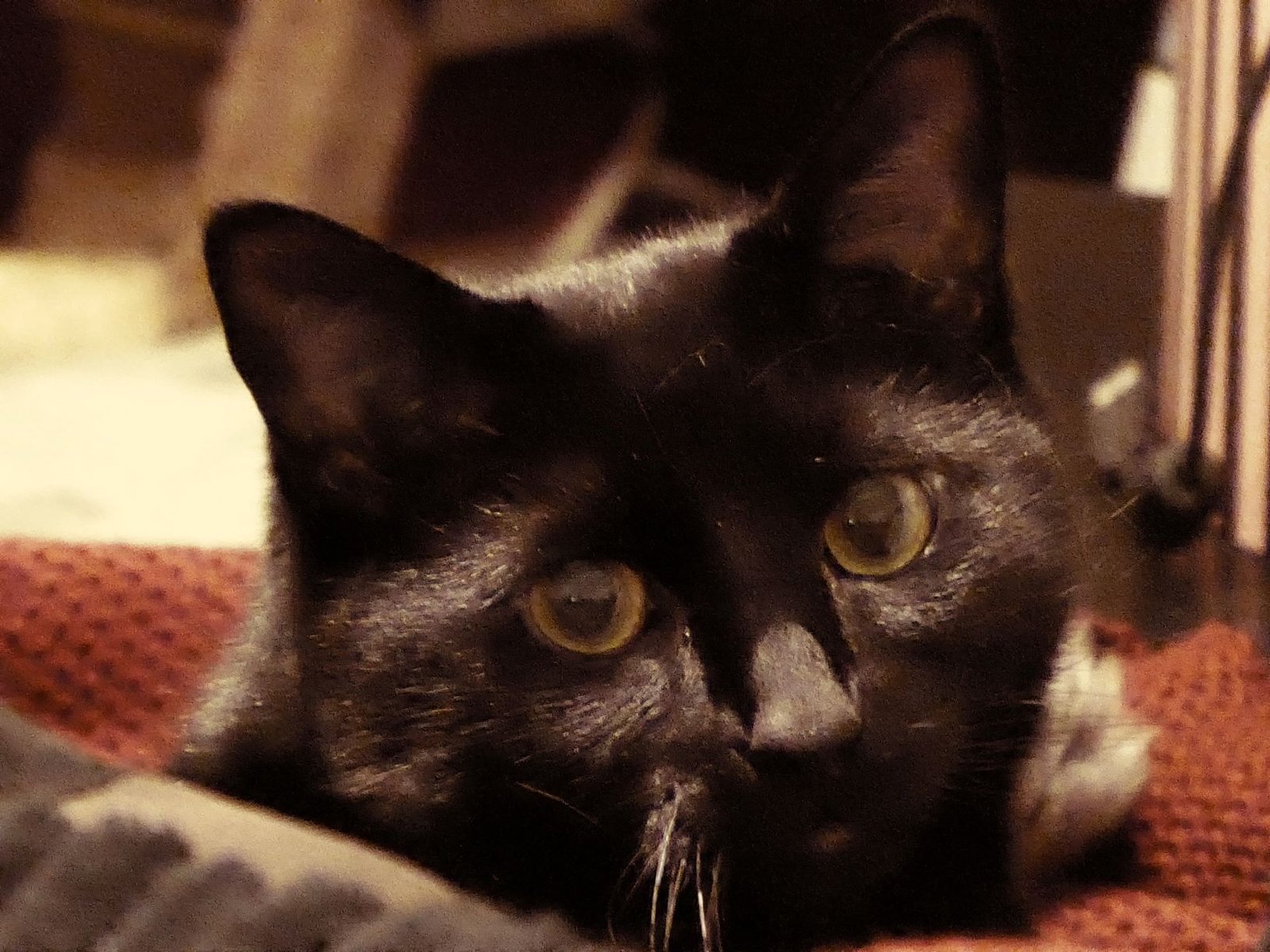 In loving memory of Jinx