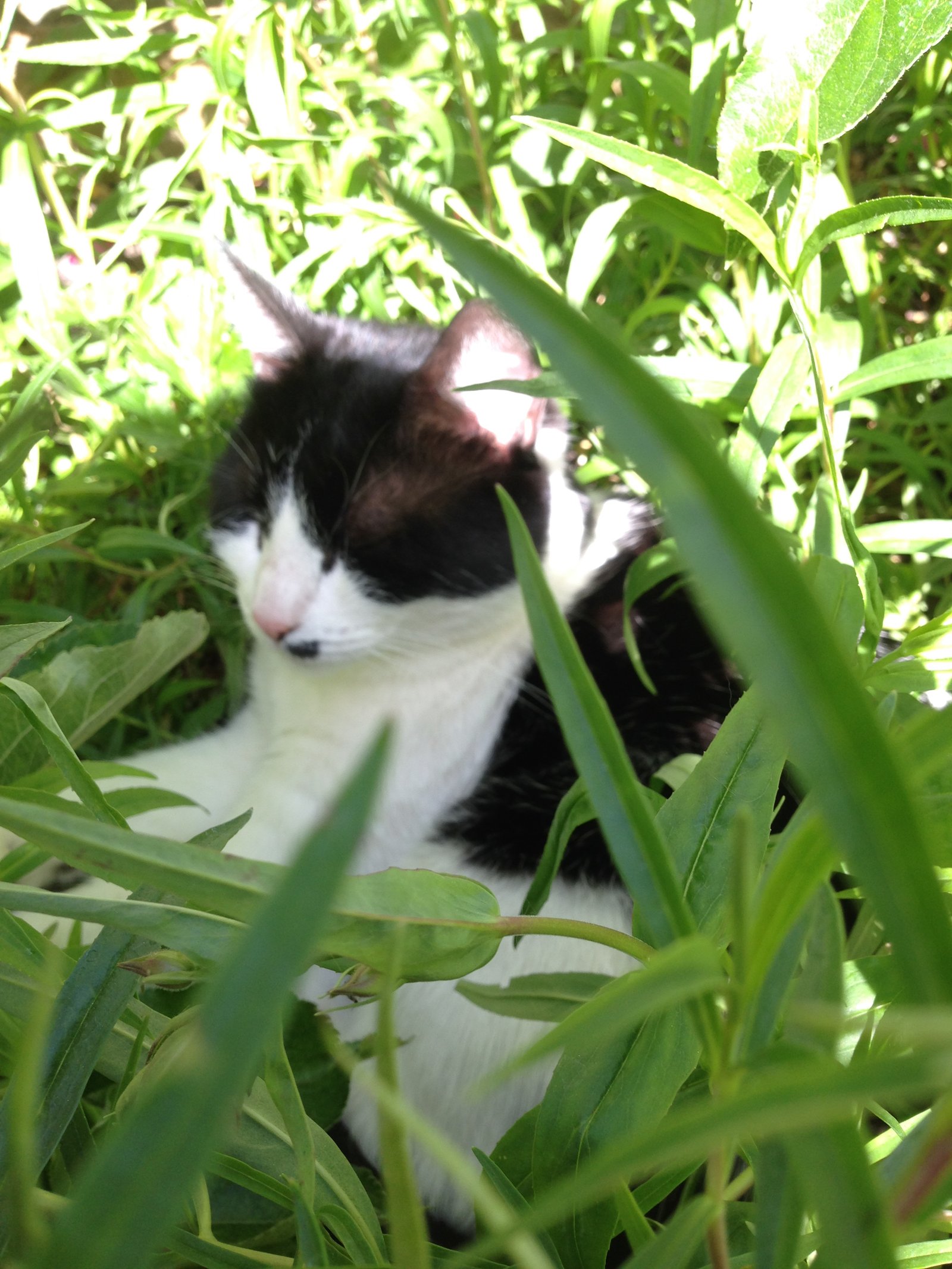 In loving memory of Merlot