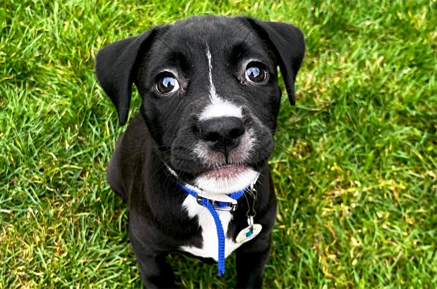 A black and white dog sitting on the grass