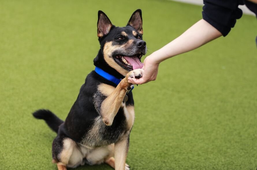 A brown and black dog giving its paw