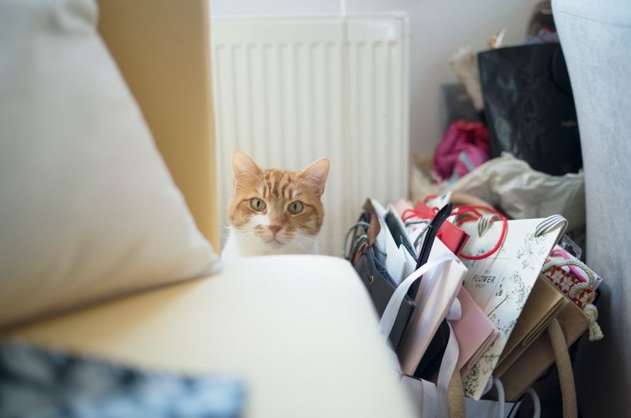 A cat stares at the camera from behind a chair