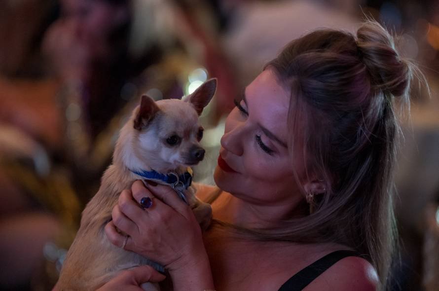 A chihuahua wearing a Battersea collar is held up by a special event participant
