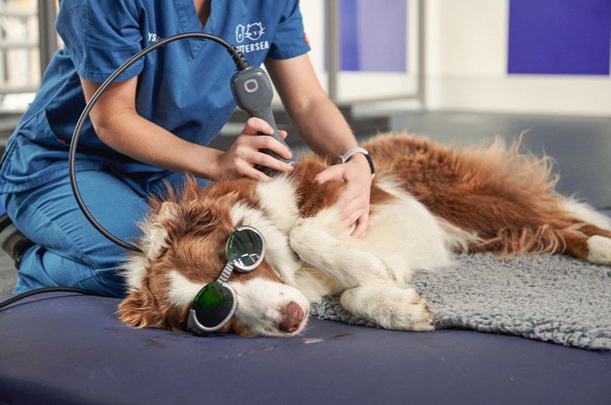 A dog getting laser therapy