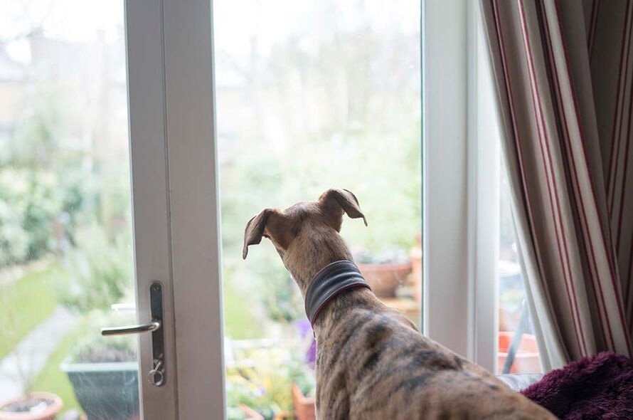 A dog looking out through a glass door