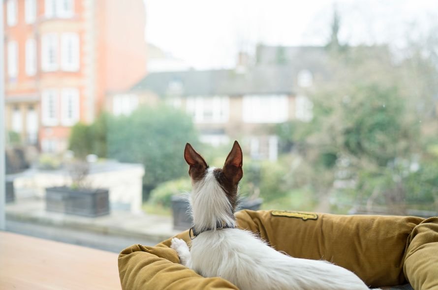 A dog sits on some bedding looking out of the living room window