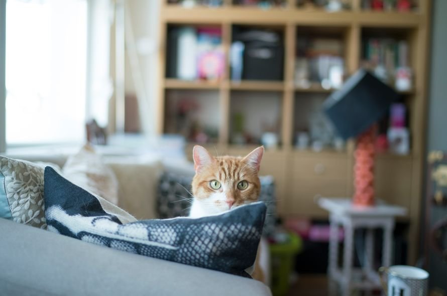 A ginger cat sitting on a couch 
