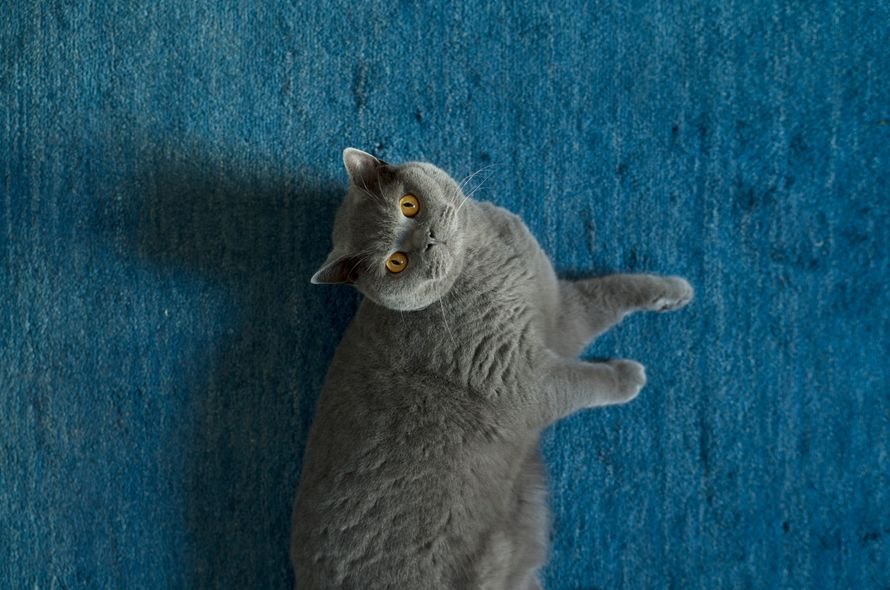 A grey cat lounges against a blue carpet