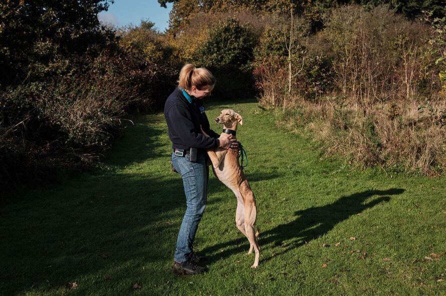 A greyhound standing on it's hind legs resting on a person