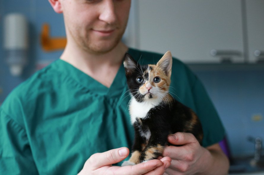 A kitten in the hands of a vet