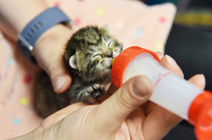 Kitten being fed by a bottle