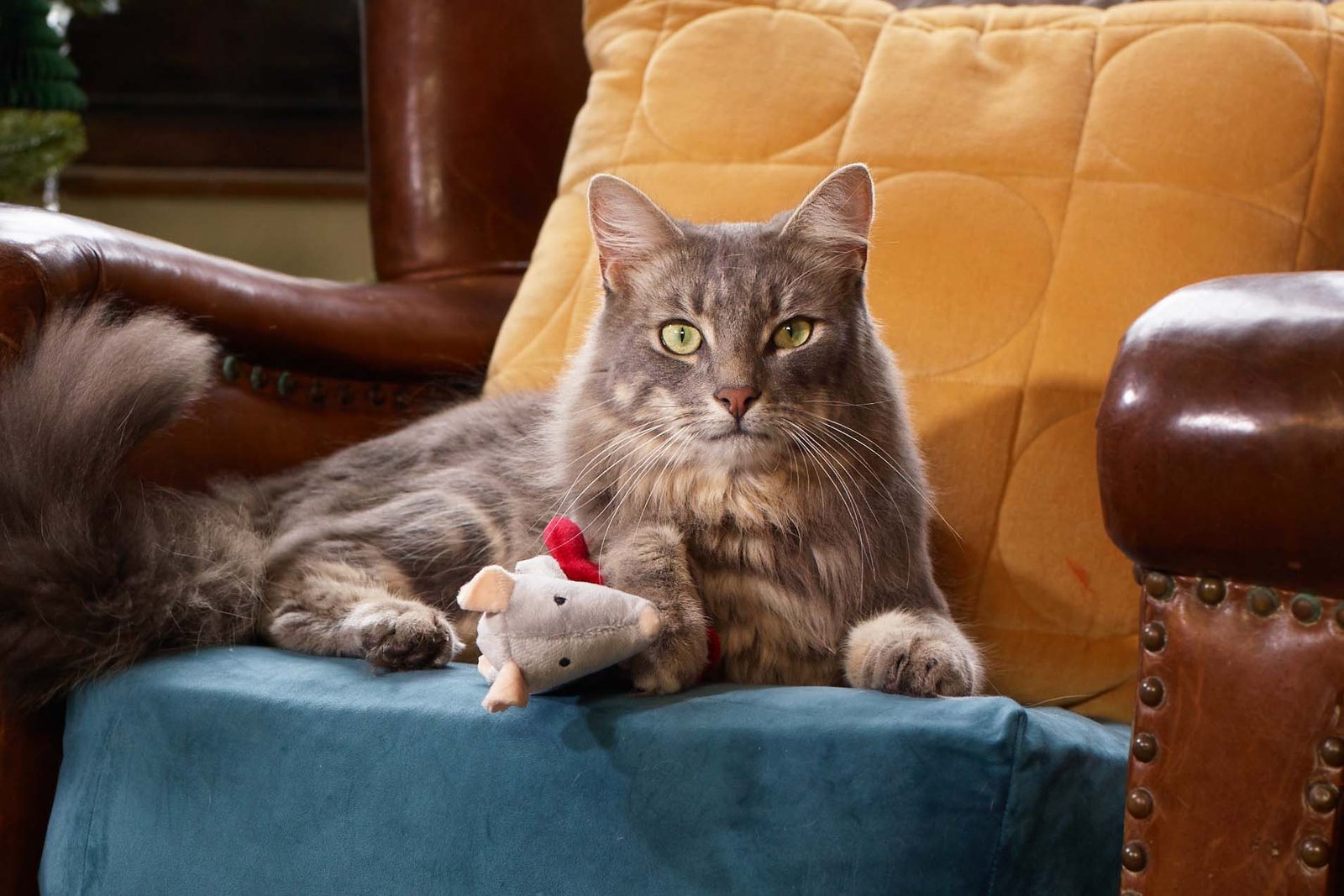 grey cat holding a light grey mouse under it's front paw, sitting on a large brown chair