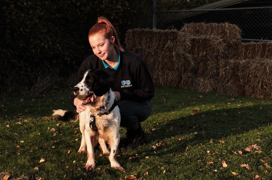 A person crouched down looking at a dog whilst it has a tennis ball in it's mouth