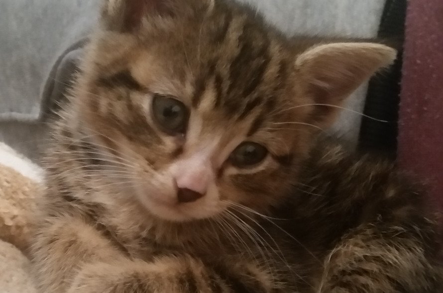 A small brown kitten