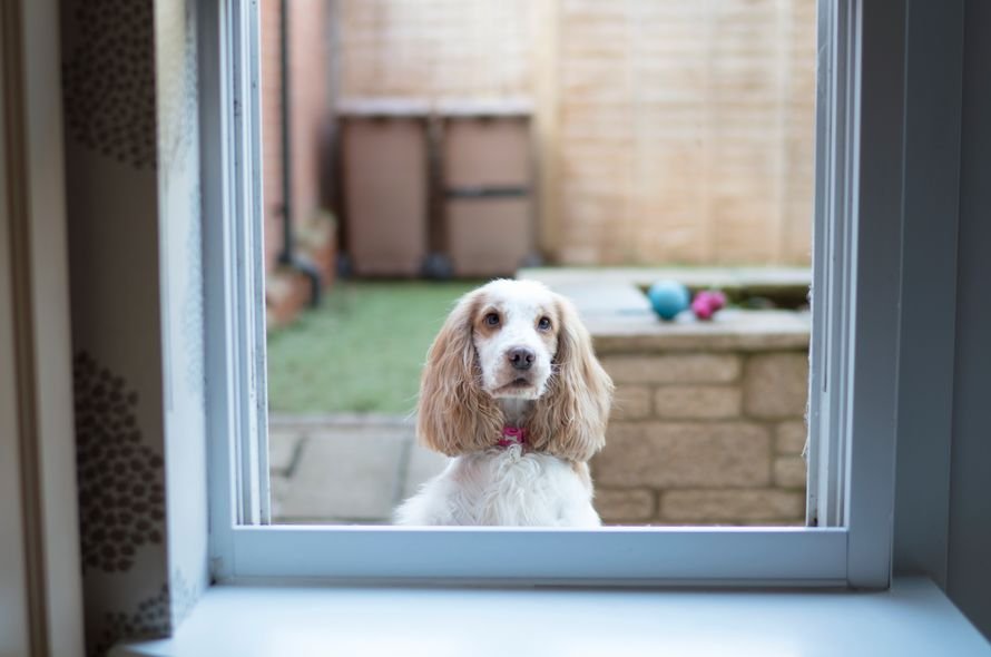 A spaniel looks in through the window from the garden