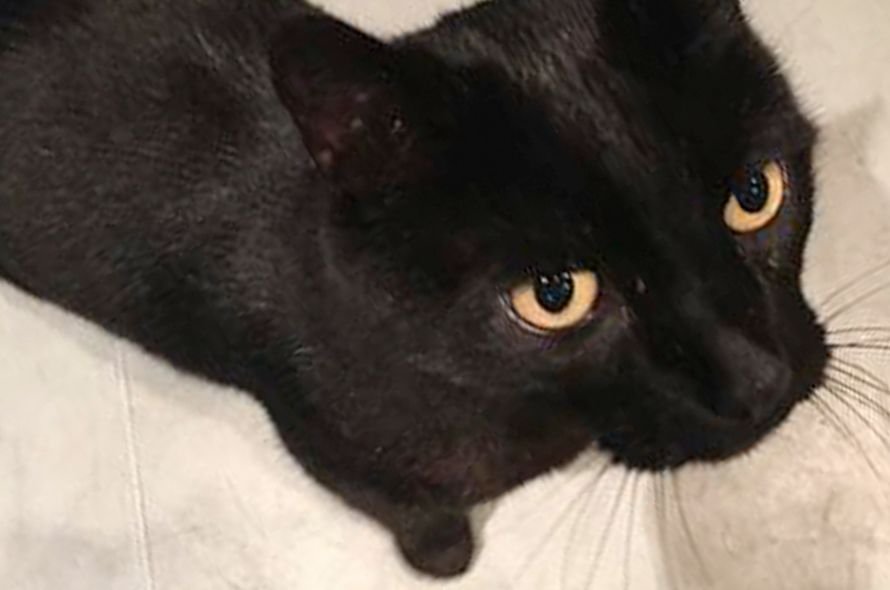 Black cat looking at the camera