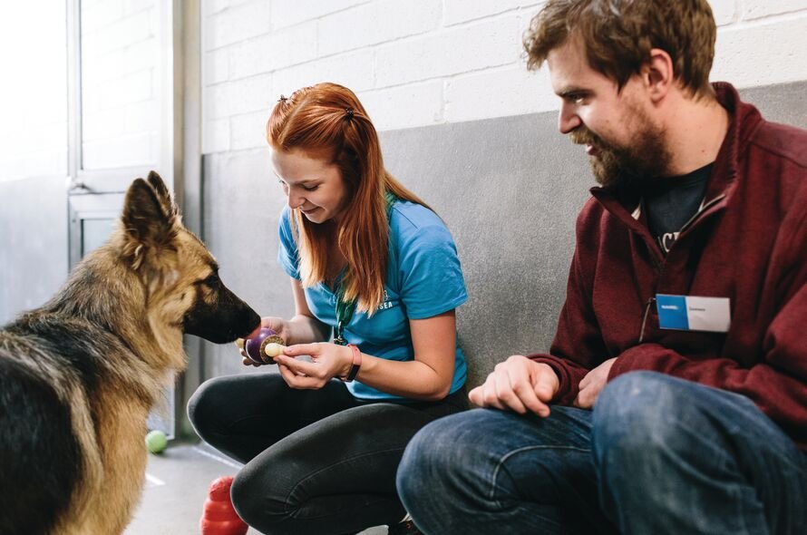 Battersea staff and volunteer interacting with a German Shepard dog in their kennel
