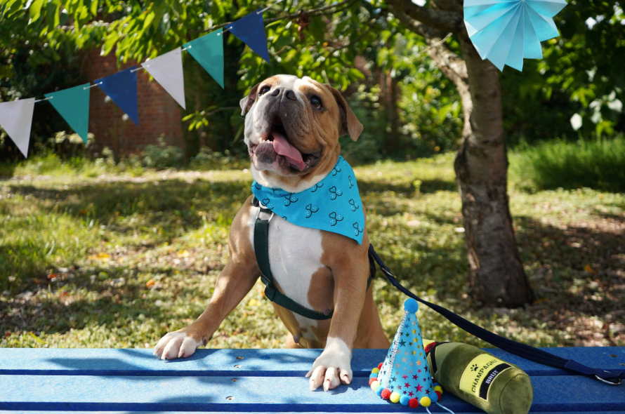 Battersea dog Marcie standing on bench at rescue party