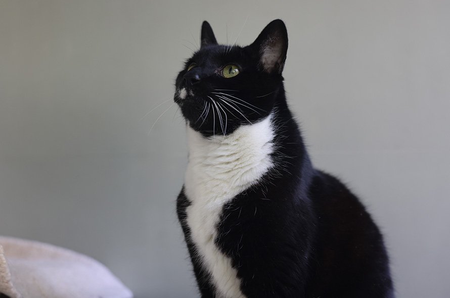 Black and white cat looking up at something