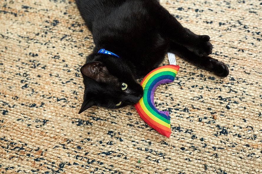 Black cat laying on the carpet with a rainbow toy