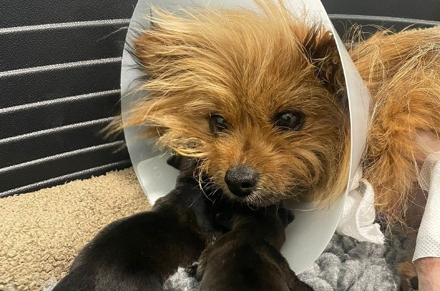Brooke in cone collar with puppies