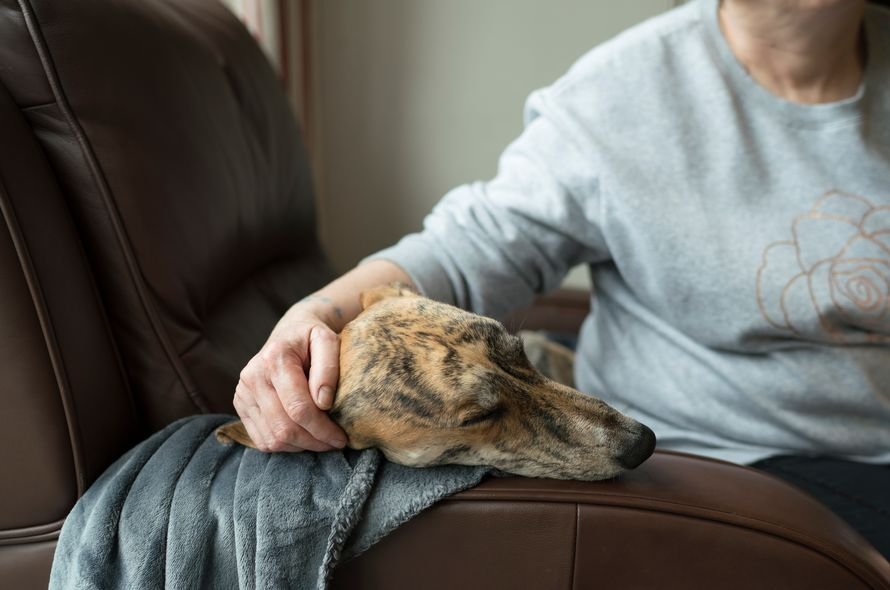 Brown dog laying on a blanket on a couch while being stroked