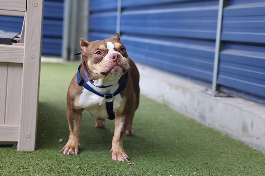 Bulldog with cropped ears out in the paddock