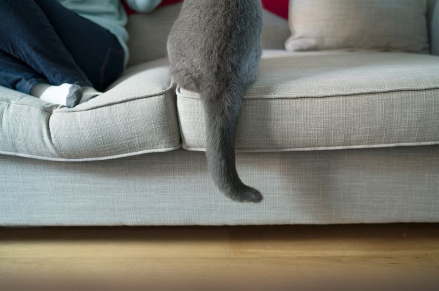 Cat sitting on sofa with tail hanging down