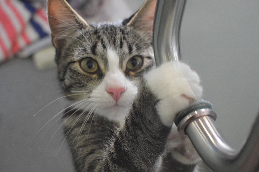 Cat clawing at a door handle