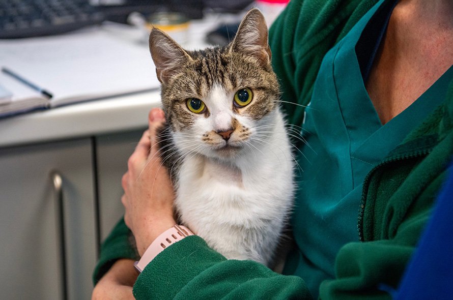 Cat cuddled into someone's arms
