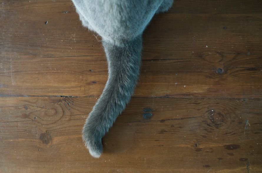 Cat sitting on a wooden floor