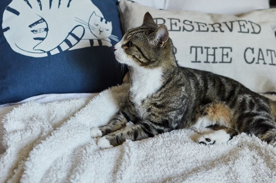 Cat sitting on a bed with pillows