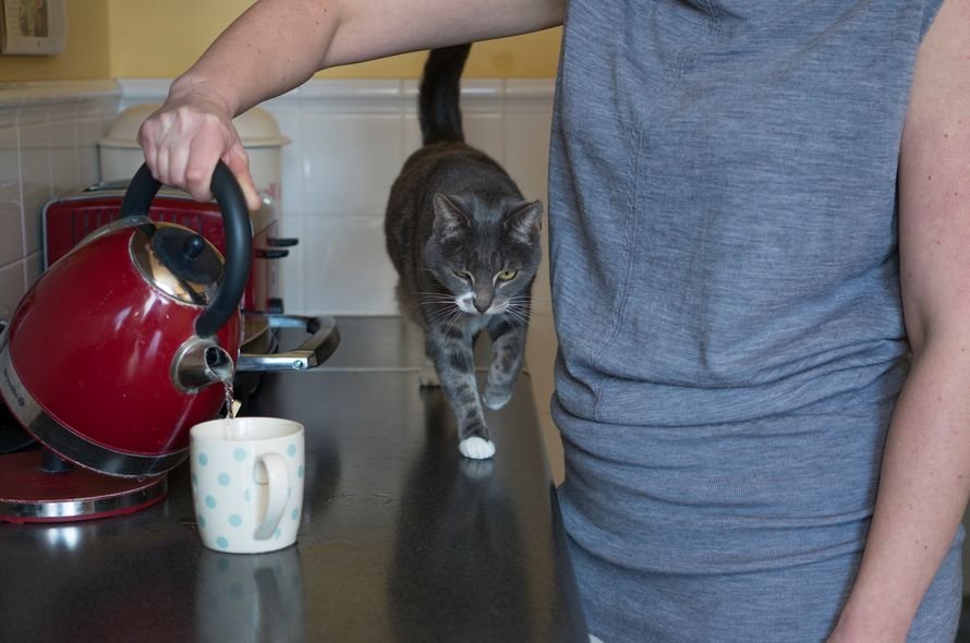 Cat walking on counter as person is pouring a cup of tea