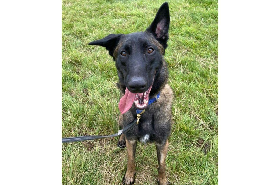 Belgian Malinois looking at the camera