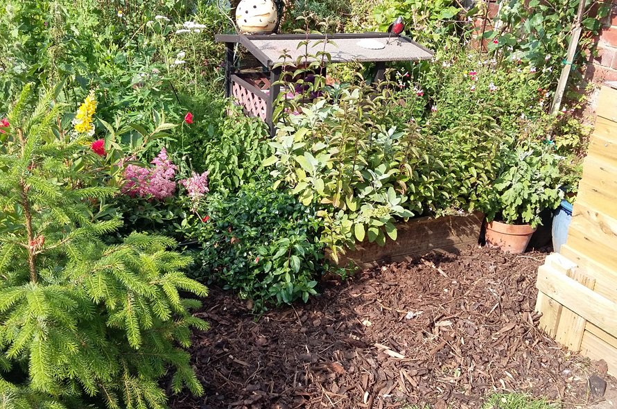 Clear cat safe area of a garden