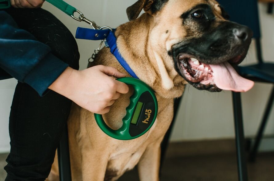 Dog being scanned for microchip