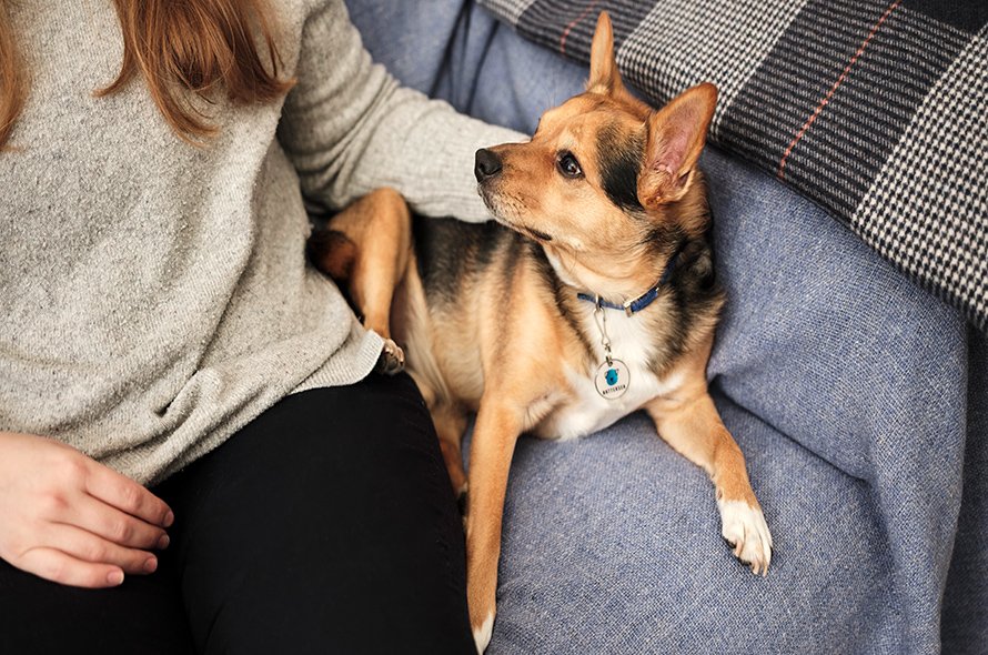 Dog laying on couch with owner