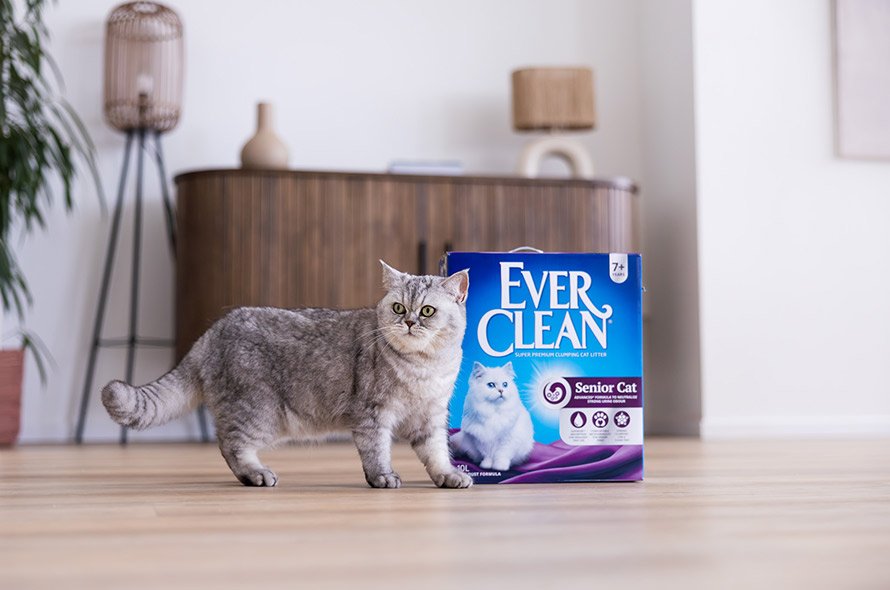 Promotional image showing a grey cat standing next to a box of Ever Clean Senior cat litter.