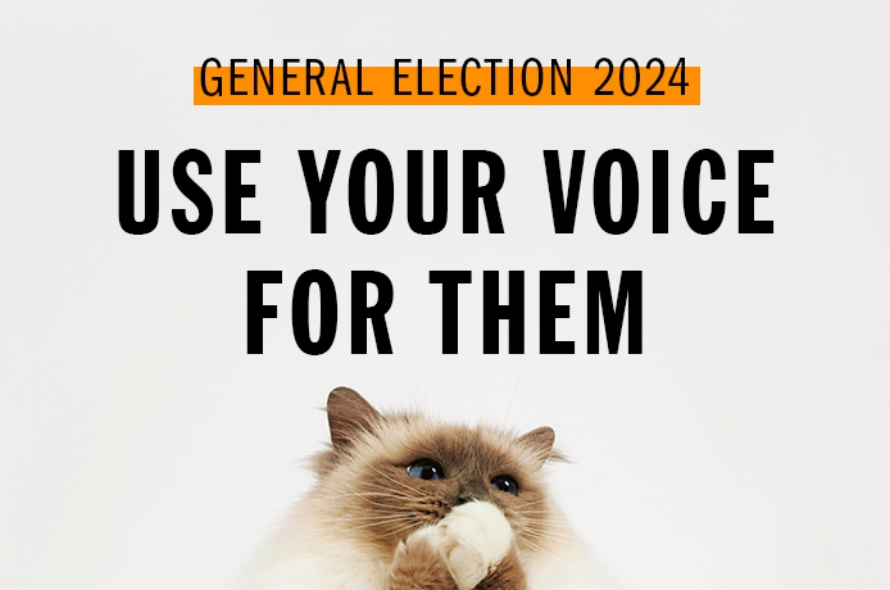 Fluffy brown and cream cat with paws over face with General Election text