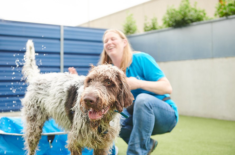 Fluffy dog playing in the paddling pool