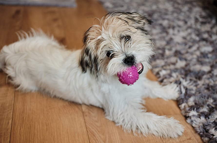 Fluffy little white and brown dog with ball in mouth