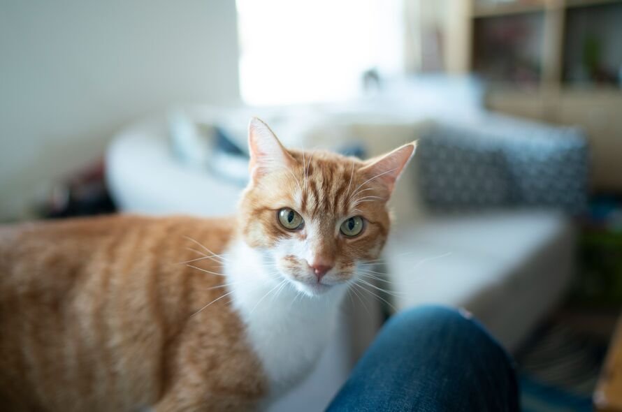 Ginger cat looking at the camera
