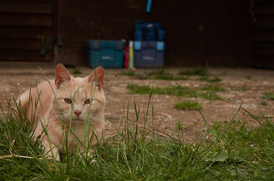 Ginger cat lying down looking at camera through grass