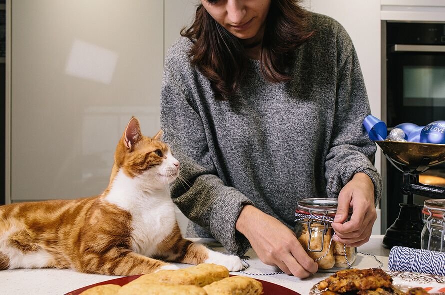 Ginger cat sitting on kitchen counter looking at owner opening a jar