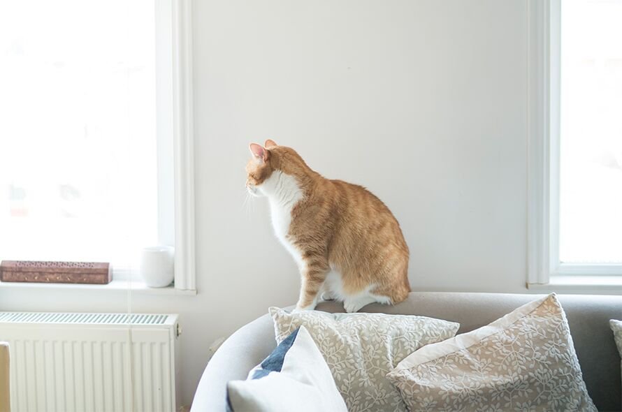 Ginger tabby cat sitting on a sofa looking out of a window